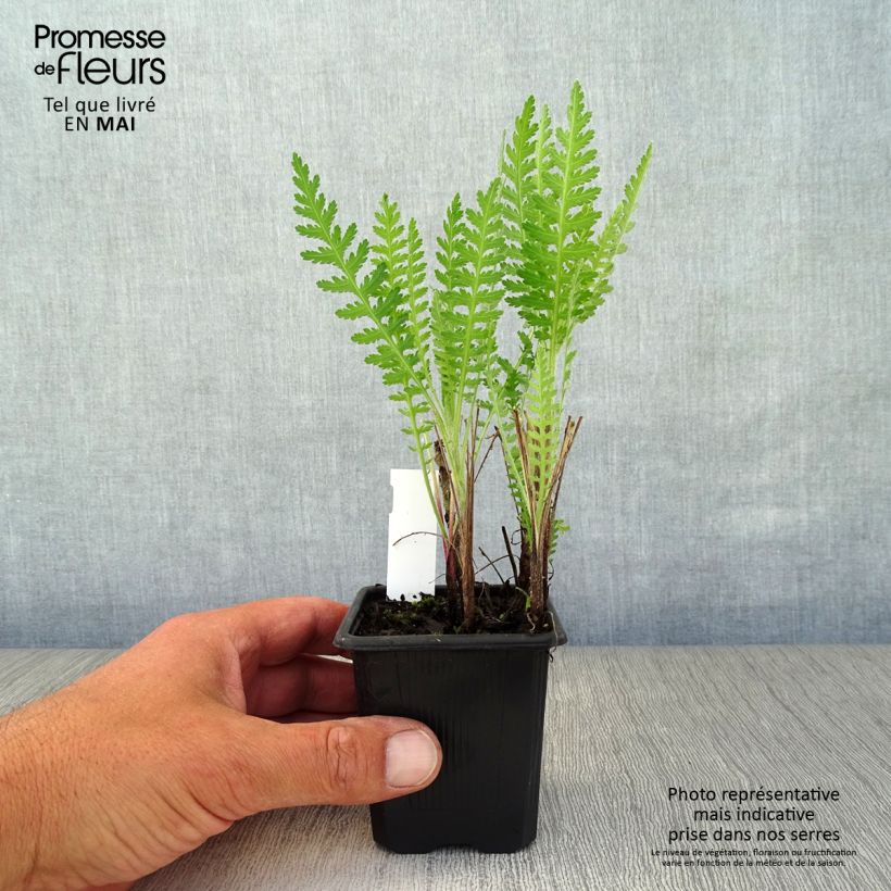 Example of Achillée - Achillea filipendulina Parker's Variety Godet de 8/9 cm as you get in printemps