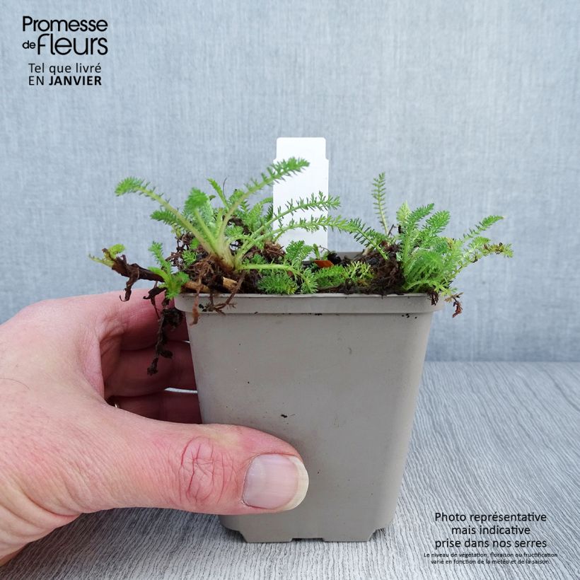 Spécimen de Achillée Desert Eve Red Godet de 7/8 cm tel que livré en hiver