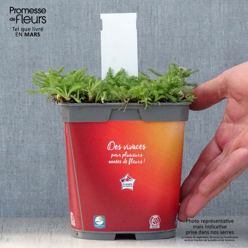 Spécimen de Achillée Desert Eve Terracotta Pot de 2L/3L tel que livré au printemps