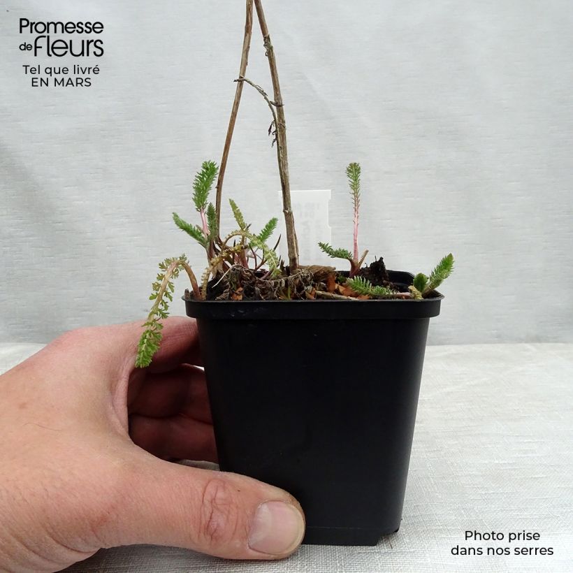 Example of Achillée filipendule Helios Godet de 8/9 cm as you get in printemps