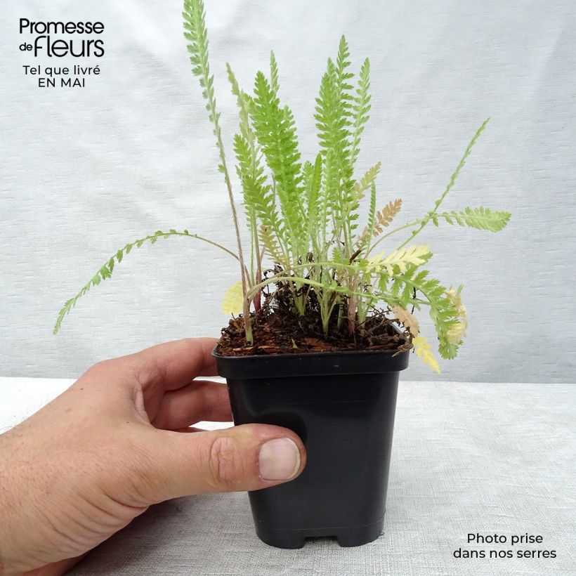 Example of Achillée filipendulina Cloth of Gold Godet de 8/9 cm as you get in printemps