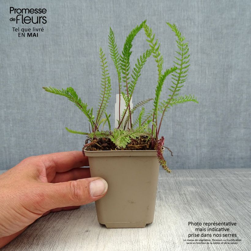 Spécimen de Achillée millefeuille Red Beauty Godet de 8/9 cm tel que livré au printemps