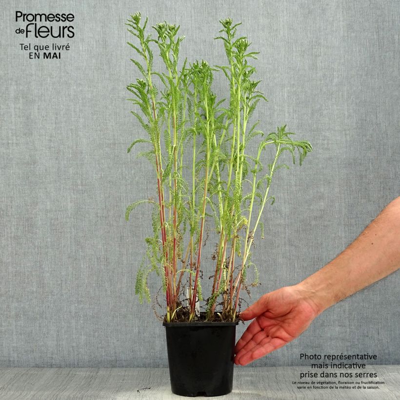 Example of Achillée millefeuilles Apricot Delight (Tutti frutti) - Achillea millefolium Pot de 2L/3L as you get in printemps