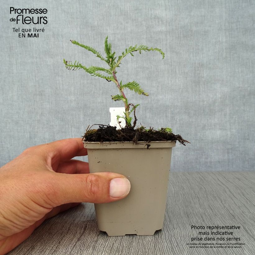 Spécimen de Achillée millefolium Apfelblute (Apple Blossom) Godet de 8/9 cm tel que livré au printemps