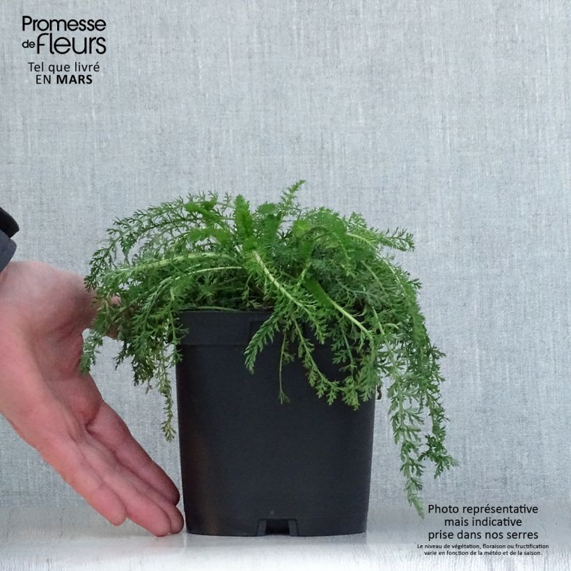 Spécimen de Achillée millefolium Cerise Queen Pot de 2L/3L tel que livré au printemps
