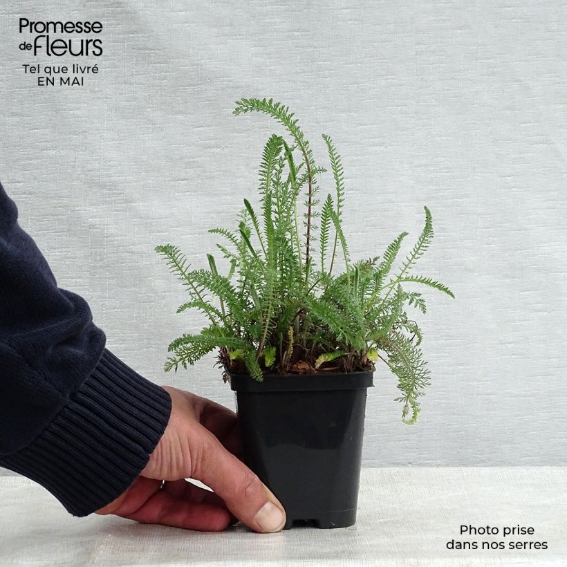 Spécimen de Achillée millefolium Cerise Queen Godet de 8/9 cm tel que livré au printemps