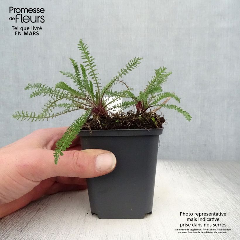 Spécimen de Achillée millefolium Excel Godet de 8/9 cm tel que livré au printemps