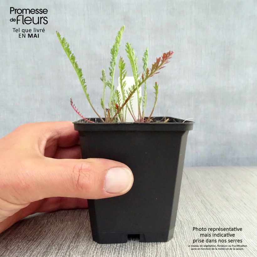 Example of Achillée millefolium Feuerland Godet de 8/9 cm as you get in printemps