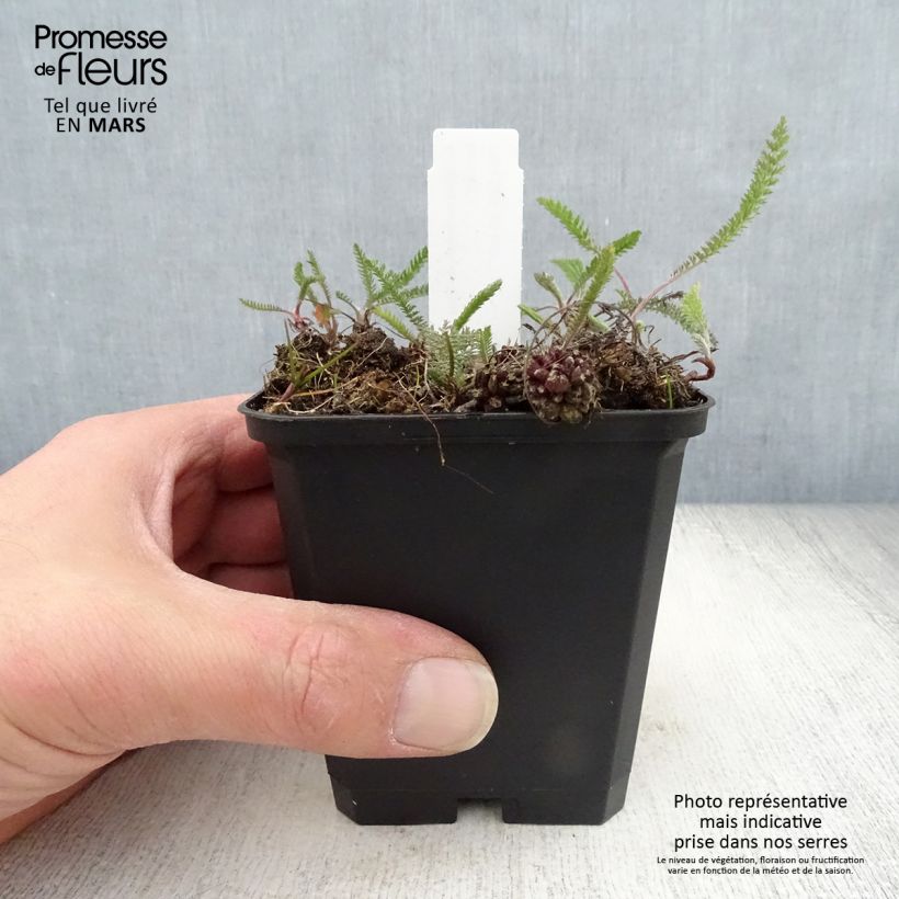 Spécimen de Achillée millefolium Lilac Beauty Godet de 8/9 cm tel que livré au printemps