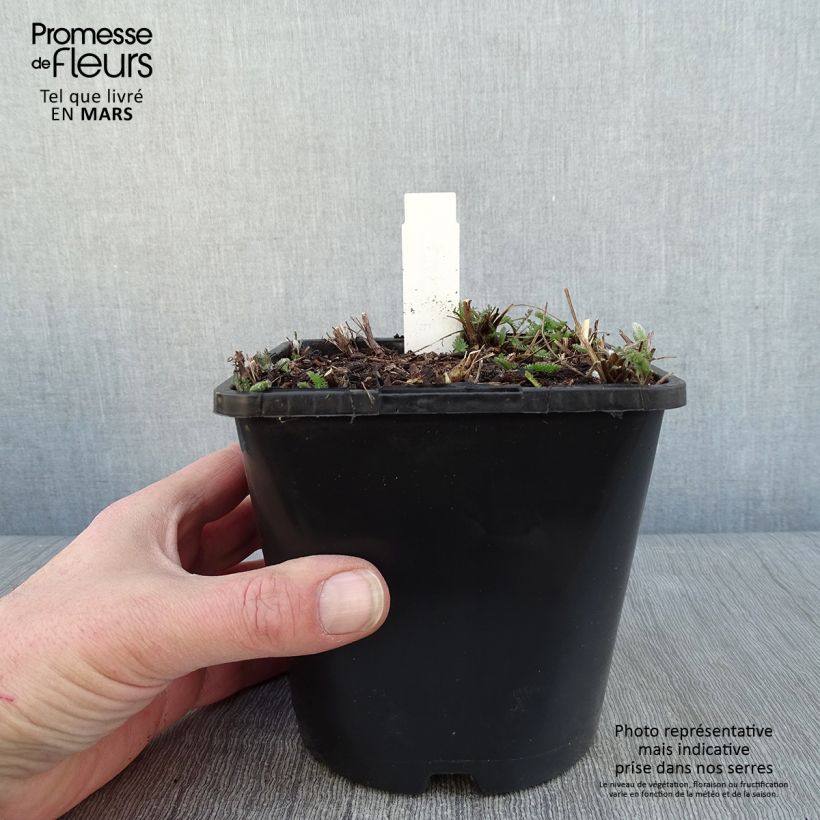 Spécimen de Achillée millefolium New Vintage Violet Pot de 2L/3L tel que livré en hiver