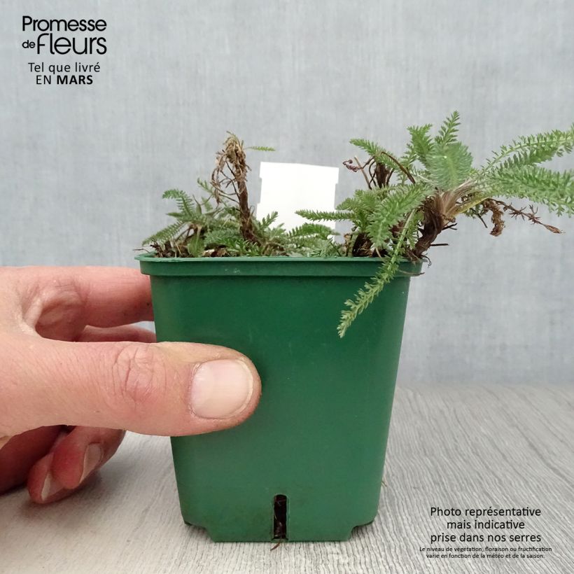 Spécimen de Achillée millefolium Peachy Seduction Godet de 8/9 cm tel que livré au printemps