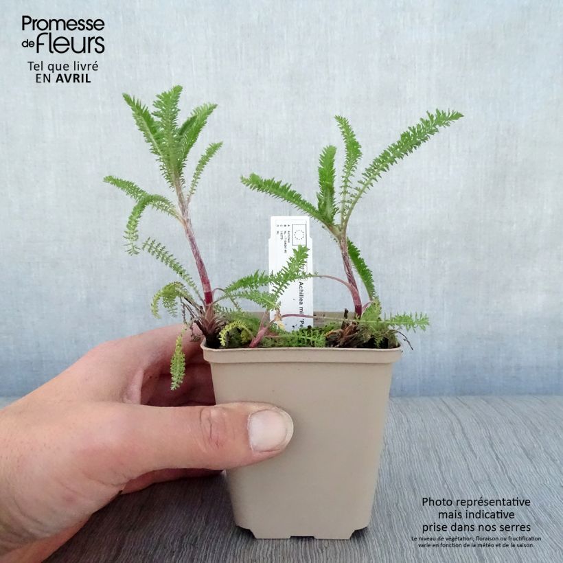 Spécimen de Achillée millefolium Petra Godet de 8/9 cm tel que livré au printemps