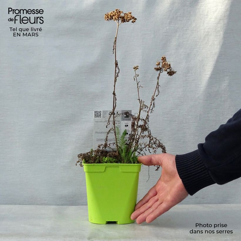 Spécimen de Achillée millefolium Pomegranate Pot de 2L/3L tel que livré au printemps