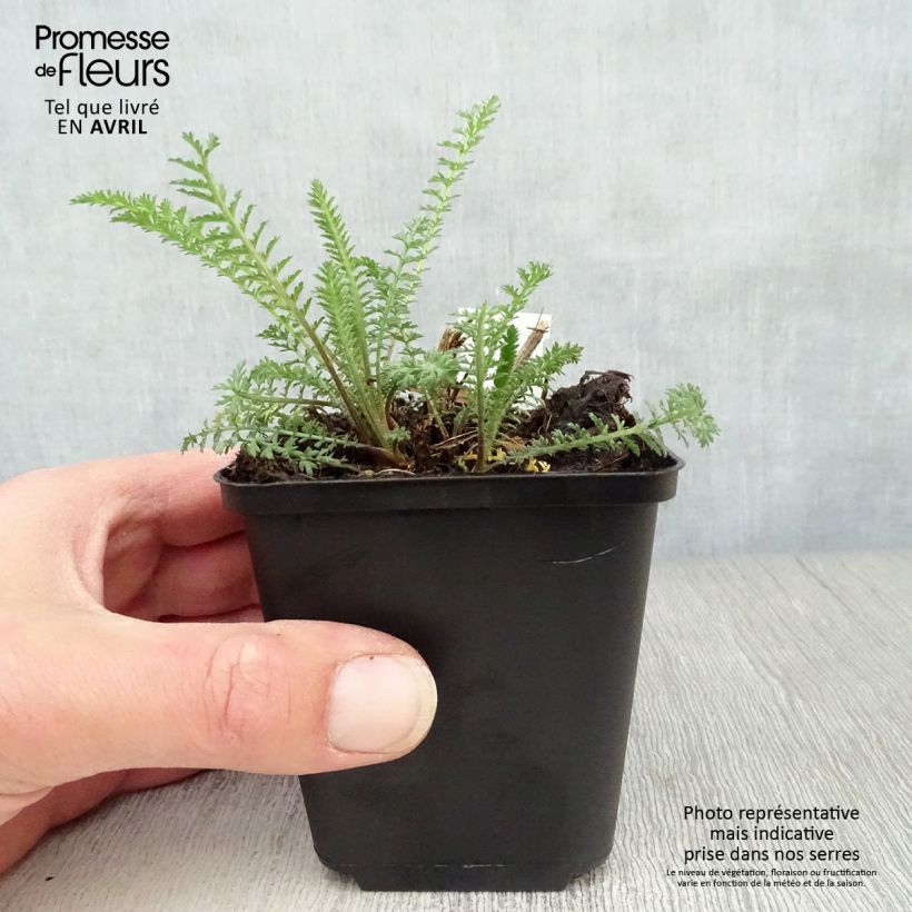 Spécimen de Achillée millefolium Red Velvet Godet de 8/9 cm tel que livré au printemps