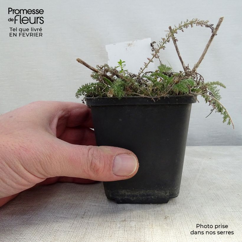 Spécimen de Achillée millefolium Salmon Beauty Godet de 8/9 cm tel que livré en hiver