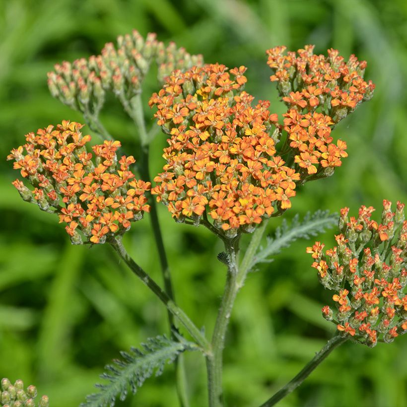 Achillée millefolium Terracotta (Flowering)