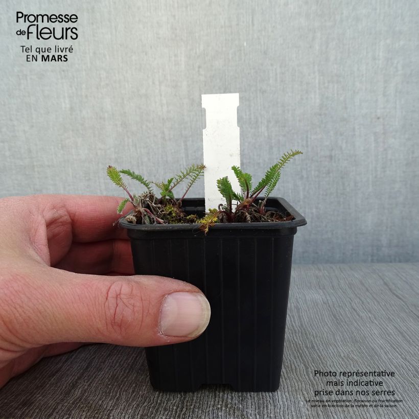 Spécimen de Achillée millefolium The Beacon (Fanal) Godet de 8/9 cm tel que livré en hiver