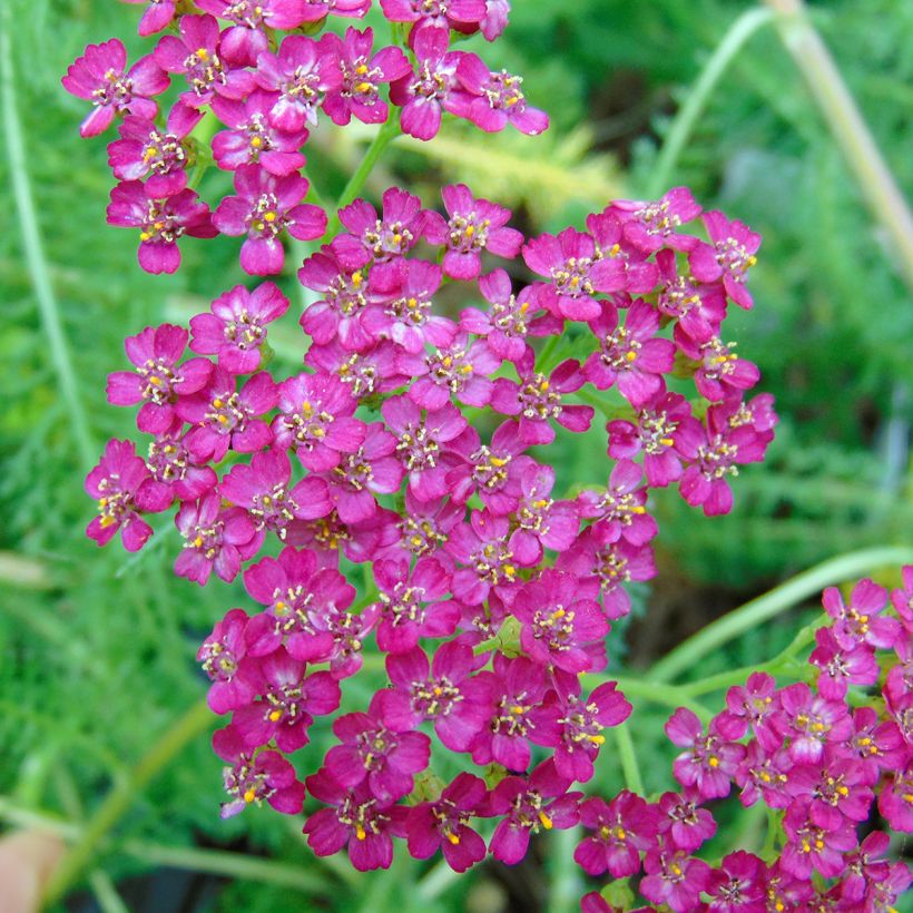 Achillée millefolium Velours (Flowering)