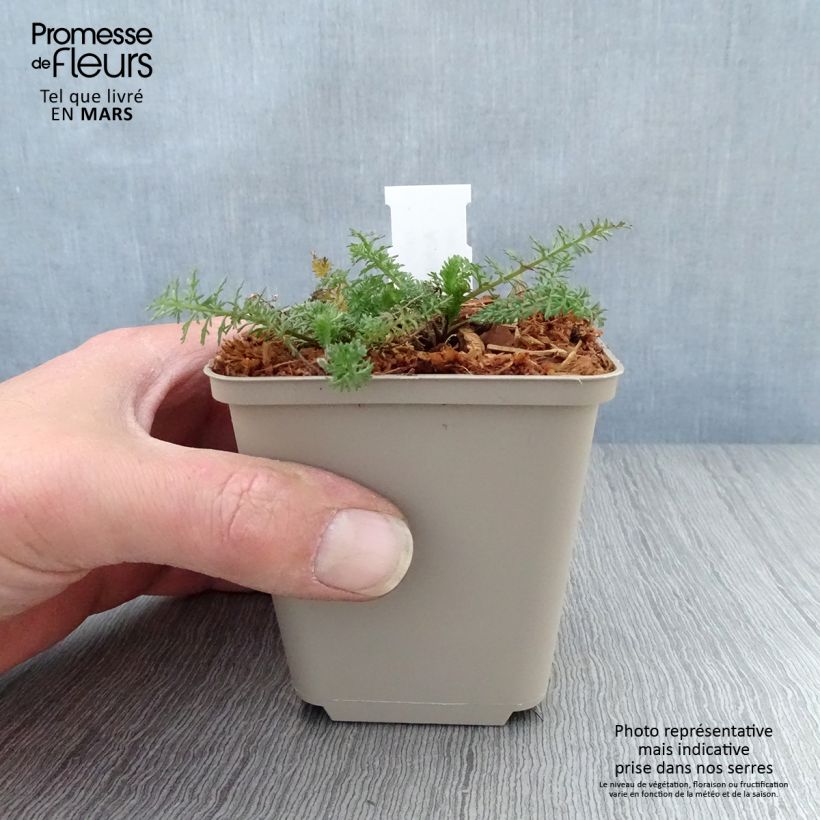 Example of Achillée millefolium Velours Godet de 8/9 cm as you get in printemps