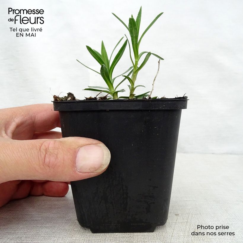 Spécimen de Achillée ptarmica Nana Compacta Godet de 8/9 cm tel que livré au printemps