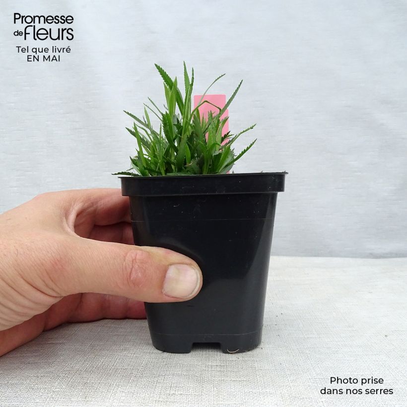 Spécimen de Achillée ptarmica The Pearl (La Perle) Godet de 8/9 cm tel que livré au printemps