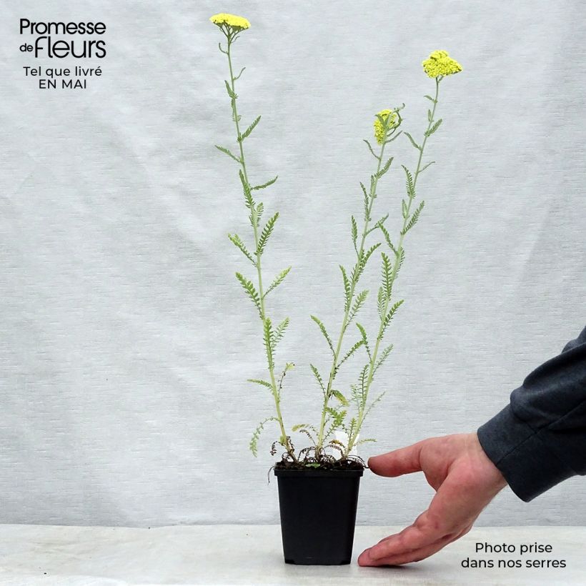 Spécimen de Achillée taygetea - Achillea taygetea Godet de 8/9 cm tel que livré au printemps