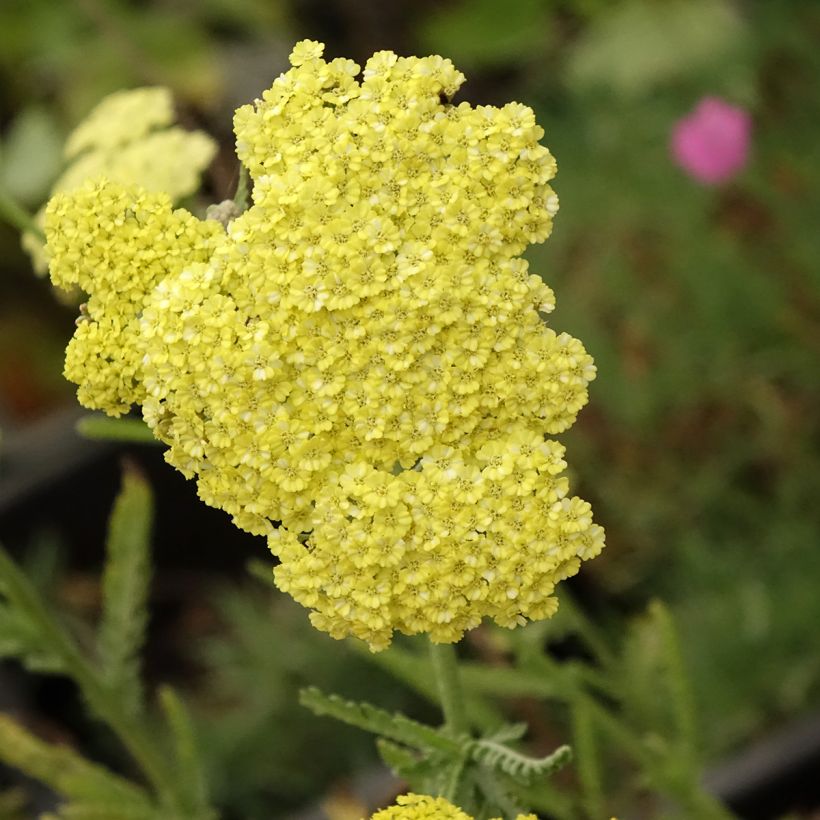 Achillée taygetea - Achillea taygetea (Floraison)