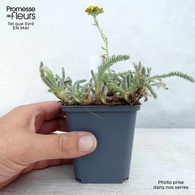 Spécimen de Achillée tomentosa - Herbe à dinde Godet de 8/9 cm tel que livré au printemps