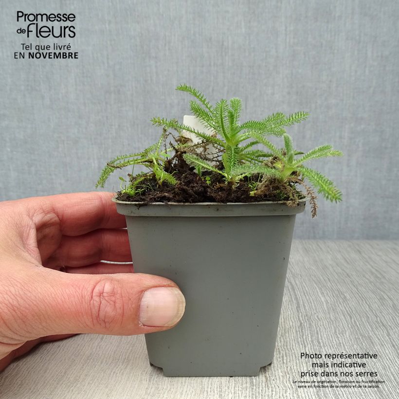 Spécimen de Achillée tomentosa - Herbe à dinde Godet de 8/9 cm tel que livré en automne
