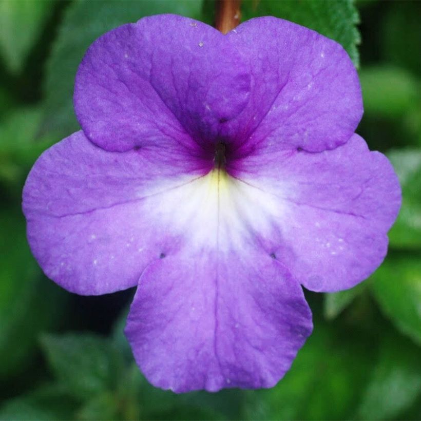 Achimenes Bleu (Flowering)