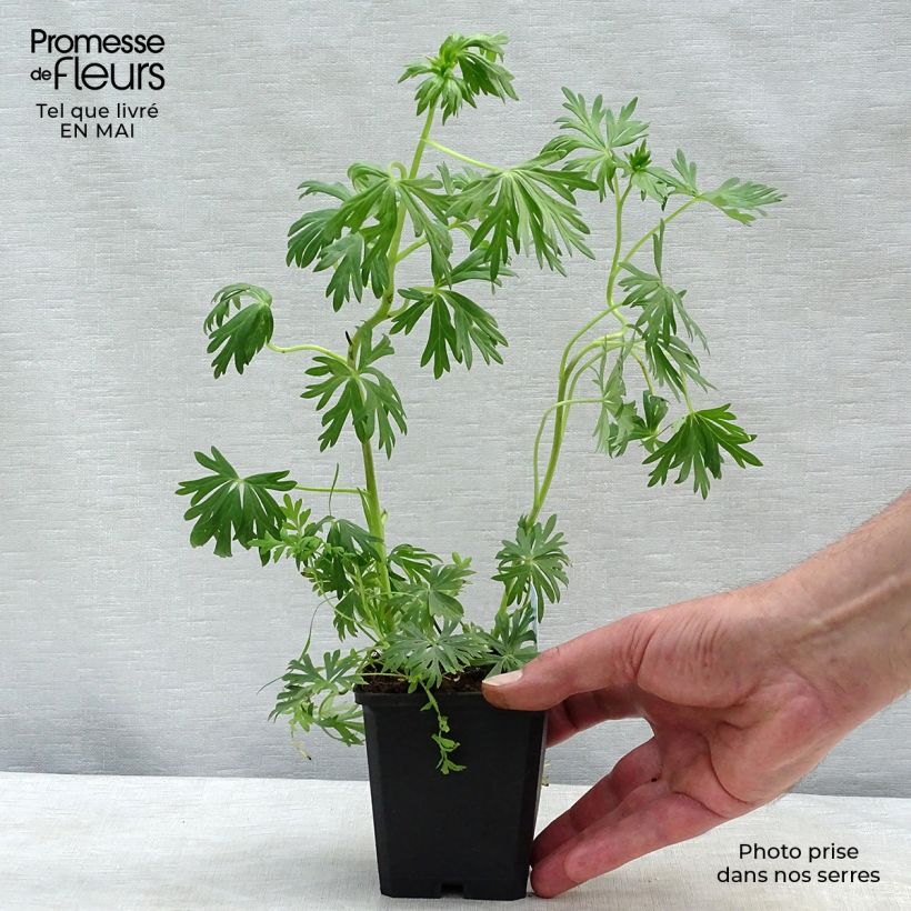 Spécimen de Aconit blanc - Aconitum napellus Schneewittchen Godet de 8/9 cm tel que livré au printemps