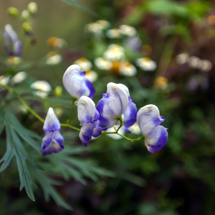 Aconit bleu et blanc - Aconitum cammarum Bicolor (Floraison)
