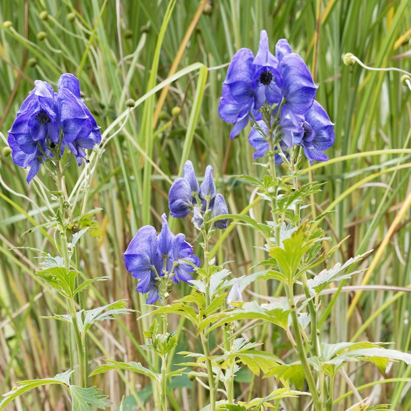 Aconit de Fischer - Aconitum fischeri (Port)