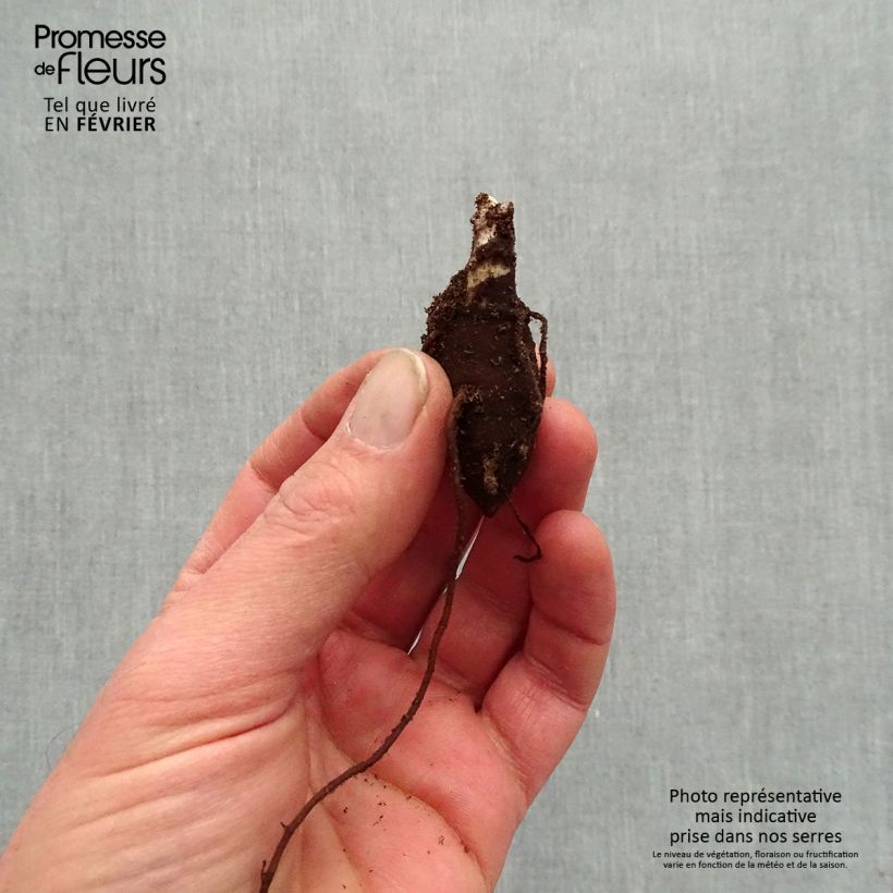 Spécimen de Aconit de Fischer - Aconitum fischeri Racines nues, Qualité premium tel que livré en hiver