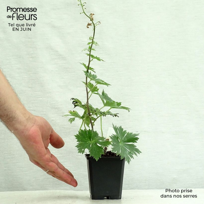 Spécimen de Aconit de Lamarck - Aconitum lamarckii Godet de 8/9 cm tel que livré en été