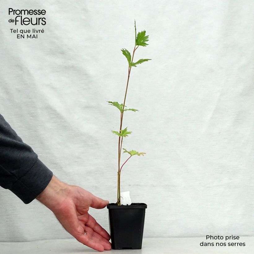 Spécimen de Aconitum carmichaelii Cloudy Godet de 8/9 cm tel que livré au printemps