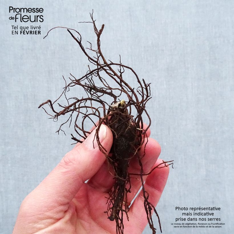 Spécimen de Aconitum napellus - Aconit napel Racines nues, Qualité premium tel que livré en hiver