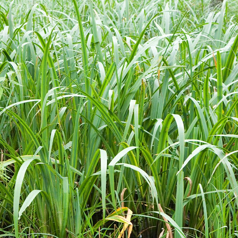 Acorus calamus - Calame, Acore (Feuillage)