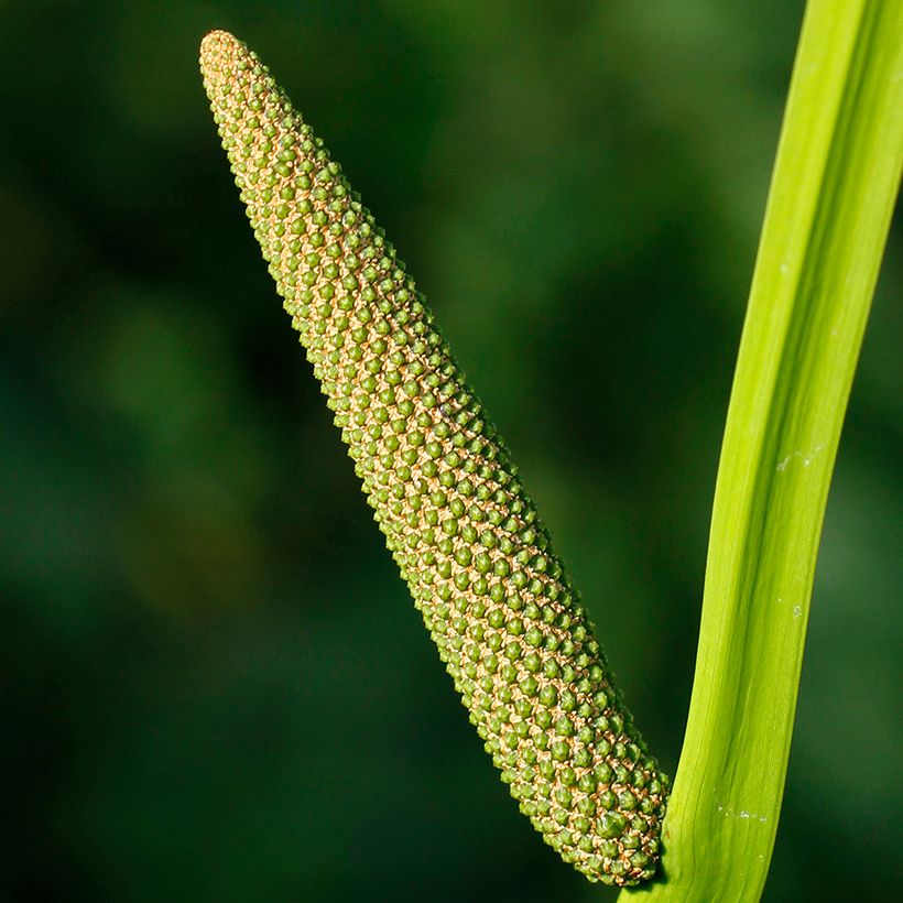 Acorus calamus - Calame, Acore (Floraison)
