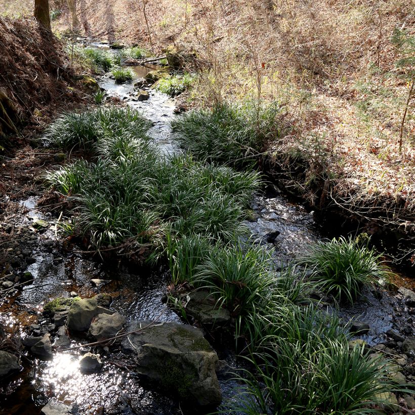Acorus gramineus - Acore, jonc japonais (Port)