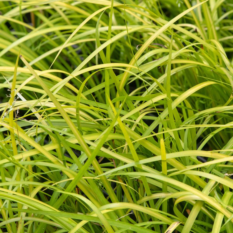 Acorus gramineus Licorice - Jonc japonais (Feuillage)