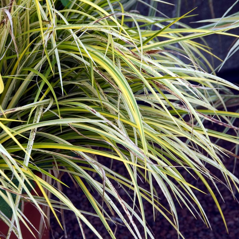 Acorus gramineus Ogon - Jonc japonais panaché (Foliage)