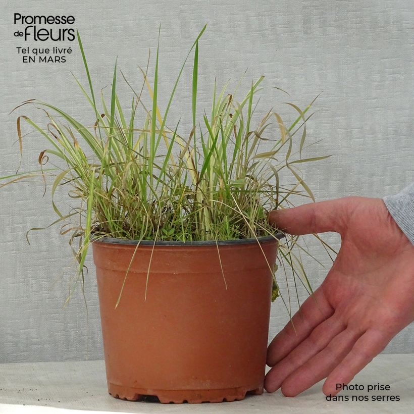 Example of Acorus gramineus Variegata - Jonc japonais panaché Pot de 2L/3L as you get in printemps
