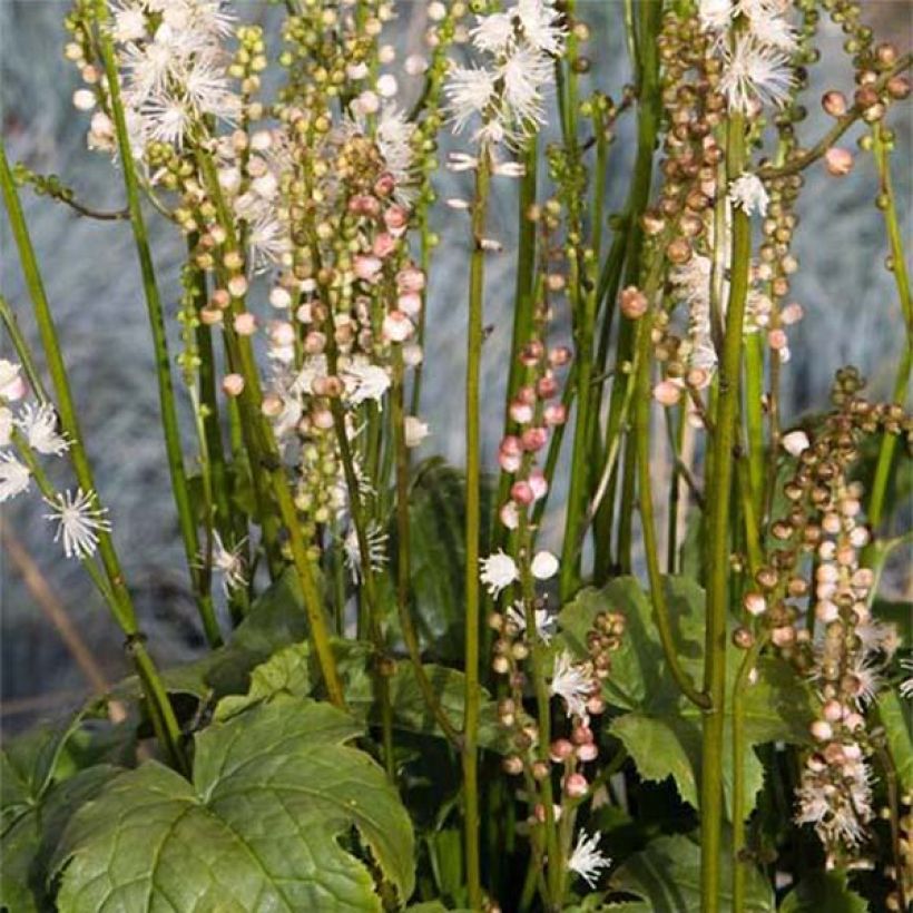 Actaea Cheju-Do - Cimicifuga japonica (Flowering)