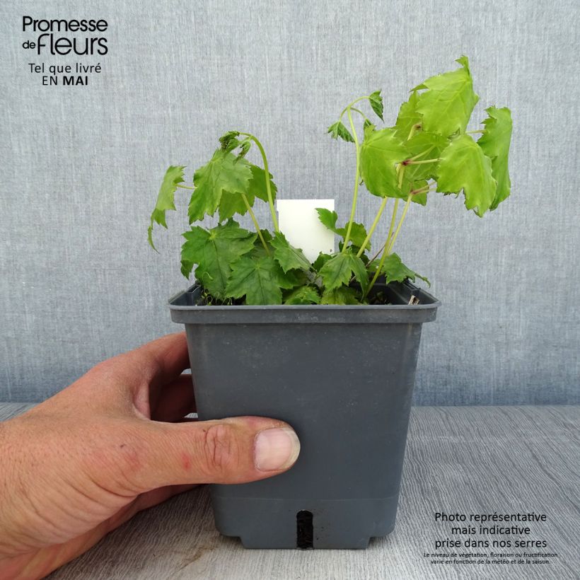 Example of Actaea Cheju-Do - Cimicifuga japonica Pot de 1L/1,5L as you get in printemps