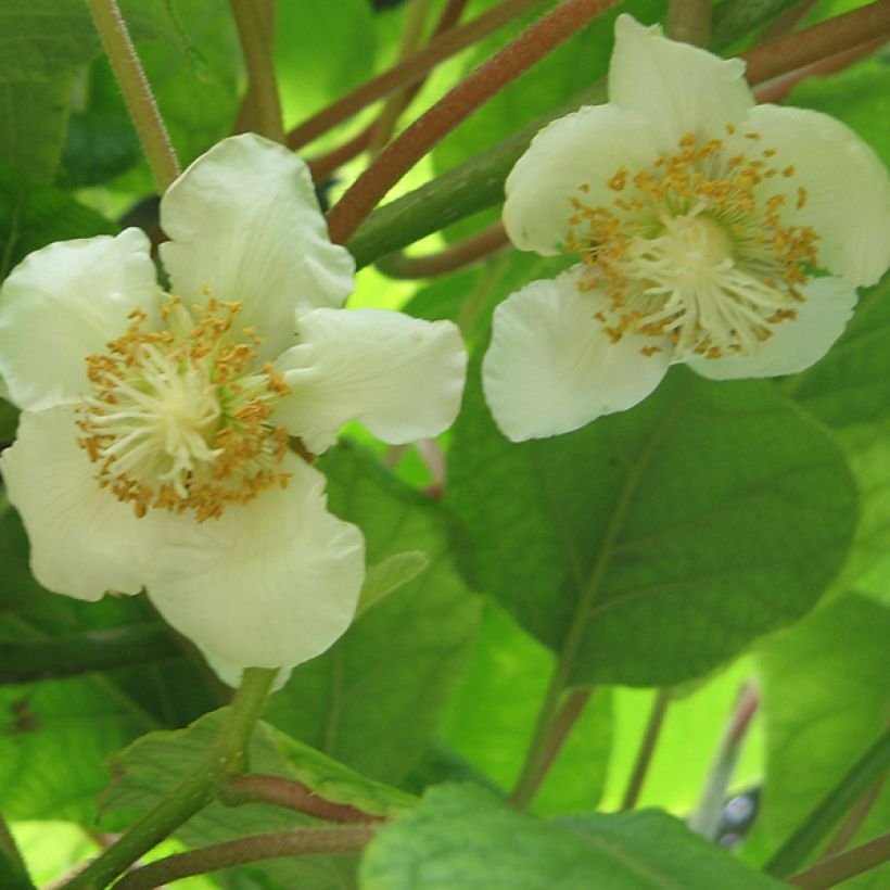 Kiwi Tomuri (mâle) - Actinidia deliciosa (Flowering)