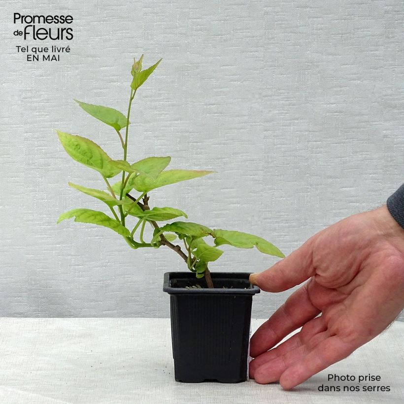 Example of Actinidia kolomikta - Kiwi d'ornement Godet de 8/9 cm as you get in printemps