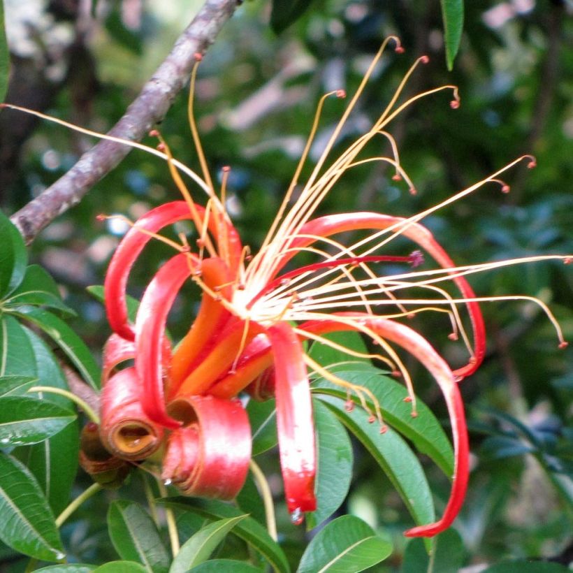 Adansonia madagascariensis - Baobab de Madagascar (Flowering)