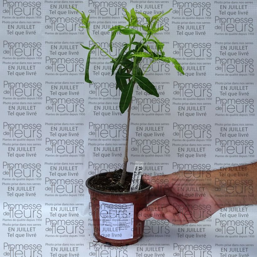 Example of Adansonia madagascariensis - Baobab de Madagascar Pot de 12 cm / 13 cm as you get in ete