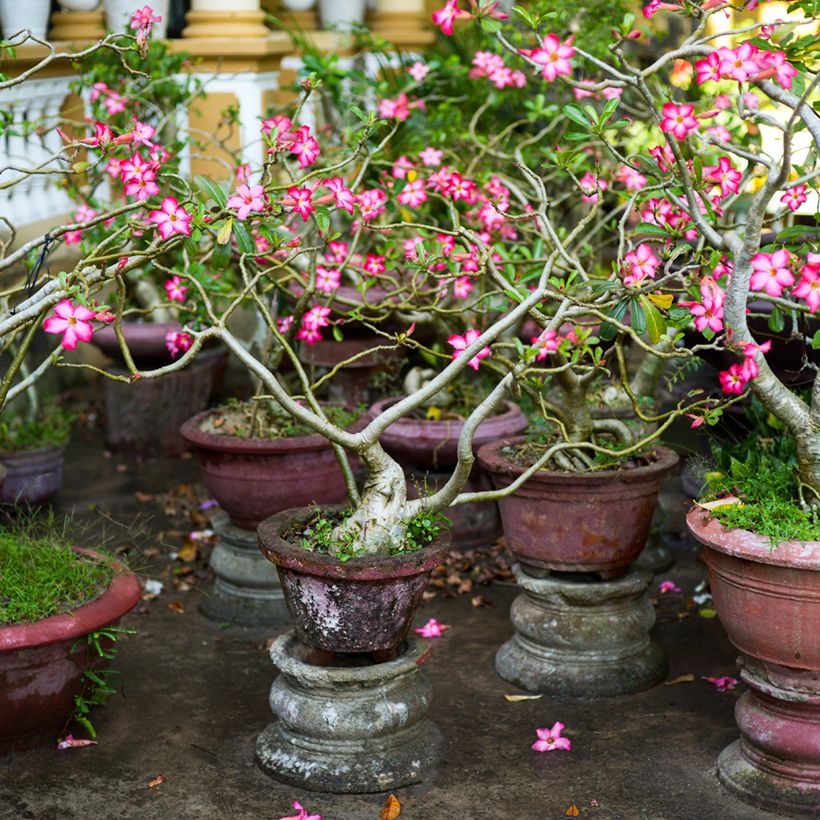 Adenium obesum - Rose du désert (Plant habit)